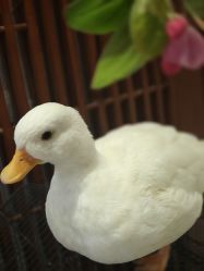 -花间禅净·瑜伽