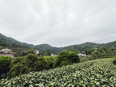 -龙井村