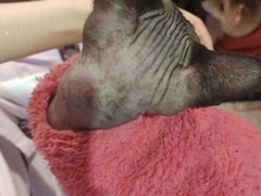 -猫色咖啡·猫咖