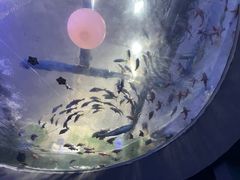 -青岛海底世界-水族馆