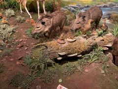 -陕西自然博物馆