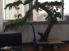 -君申律师事务所