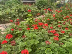 -南宫五洲植物乐园