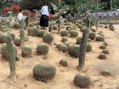 -松山湖梦幻百花洲