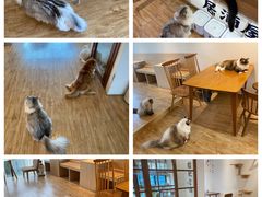 大堂-猫小主咖啡·猫咖cat cafe(福田店)