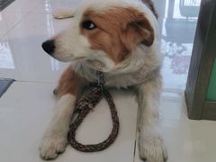 -欧奕国际动物医院