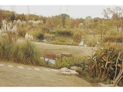 -上海长兴岛郊野公园