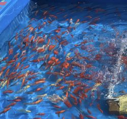 -萌宠亲子动物乐园(槐房万达店)