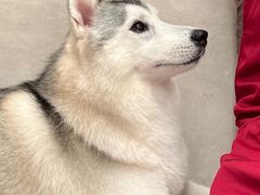 -星多哈·狗咖·拼豆·咖啡