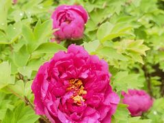 -石家庄市植物园