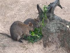 -费瑟代尔野生动物园