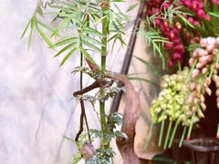 -The Flowers Coffee(南山店)