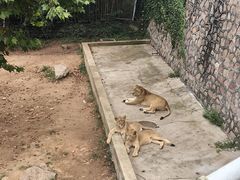 -西霞口神雕山野生动物世界