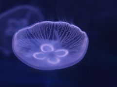 -芜湖新华联大白鲸海洋公园