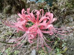 -井冈山风景名胜区