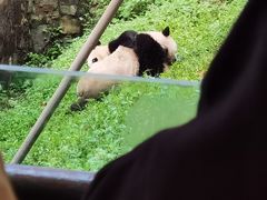 -都江堰中华大熊猫苑