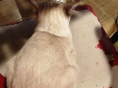 -Cappucimeow猫咪咖啡馆(韦伯时代店)
