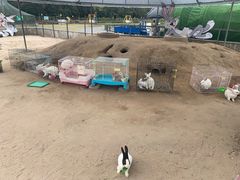 -前小桔亲子创意农场·草莓采摘·露营烧烤