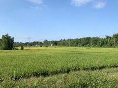 -芦苞胥江祖庙