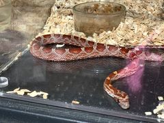 -酷以爬仙阁实体爬宠店·守宫·蜥蜴·专业繁育