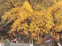 -紫金山山顶公园