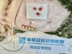 -美联众合爱康动物医院•复杂内科•肿瘤科•牙科•腔镜诊疗中心
