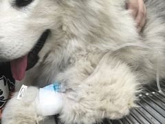 -宠福鑫康馨动物医院·骨科·眼科