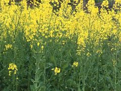 -沪上阿姨鲜果茶(海宁工人路店)