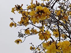 -洲头咀公园