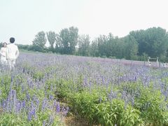 -北京东方普罗旺斯薰衣草庄园