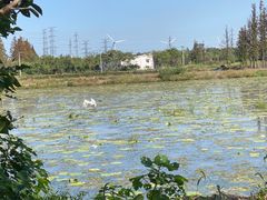 -上海长兴岛郊野公园