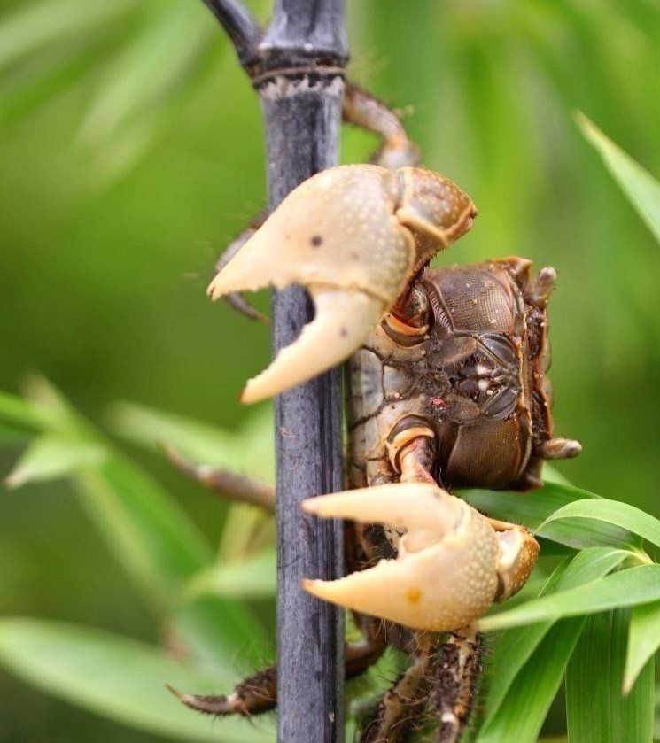 保肝护肝,清热降火-山螃蟹炖水照影-只看楼主-美食