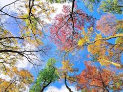 -鑫日千里马朝鲜族小馆(总店)