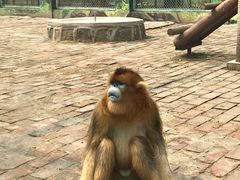 -西安秦岭野生动物园