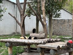 -卧龙中华大熊猫苑神树坪基地