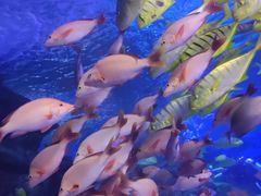 -太平洋海底世界