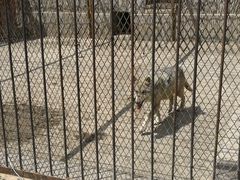 -新疆天山野生动物园