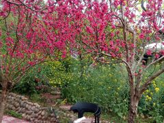 -桃源山庄·摘樱桃·柴火鸡·烧烤团建(龙泉山店)