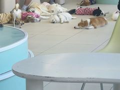 -怪兽屋·羊驼·猫咖·狗咖(俊华广场店)