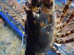 -鸿港海鲜批发市场