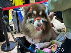 -东浩兰生上海世博展览馆