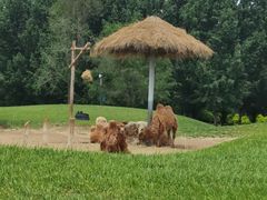 -北京野生动物园