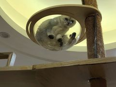 -滚猫咖啡·猫咖·猫友好撸猫(未来城店)
