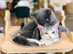 -飞行喵MR PILOT|猫舍·猫咖(静安大融城店)