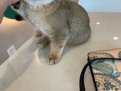 -飞行喵MR PILOT|猫舍·猫咖(静安大融城店)
