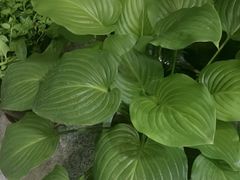 -微山岛春天里酒家
