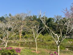 -中国科学院西双版纳热带植物园