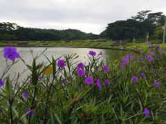 -东莞植物园