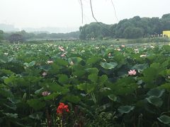 -荷塘月色湿地公园·向阳花洲
