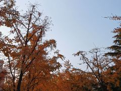 -八大关景区